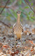 Bush Thick-knee